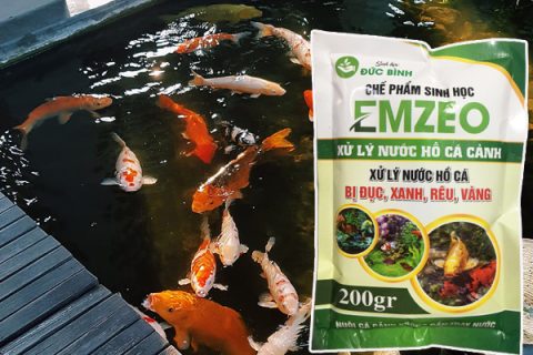 Cách làm nước hồ cá koi trong vắt hiệu quả nhất là sử dụng vi sinh cho hồ cá Emkoi và Emzeo cá cảnh