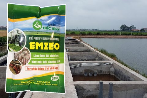 Sử dụng Emzeo chuồng trại là cách xử lý nước thải và mùi hôi chuồng trại nuôi heo hiệu quả nhất hiện nay