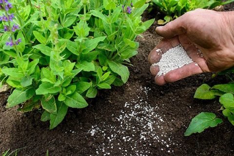 Sử dụng các loại thuốc diệt kiến, mối, thạch sùng để bảo vệ cây trồng từ dưới đất