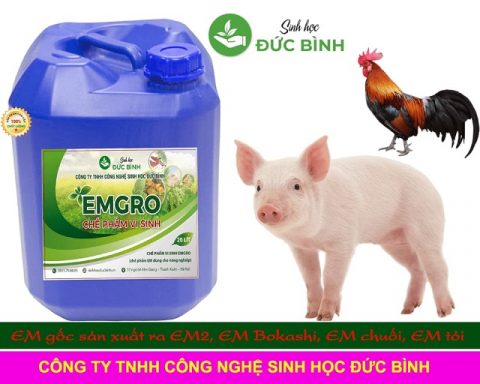 Chế phẩm EM khử mùi hôi được sử dụng rất phổ biến trong chăn nuôi và sản xuất