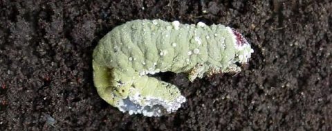 Nấm xanh và nấm trắng có khả năng diệt trừ hoàn toàn sâu bệnh và côn trùng gây bệnh trong thời gian ngắn