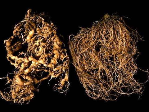 Tìm hiểu về tuyến trùng rễ là gì