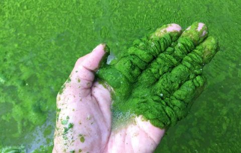 Khử nước ao nhiều tảo lam bằng chế phẩm sinh học đảm bảo an toàn