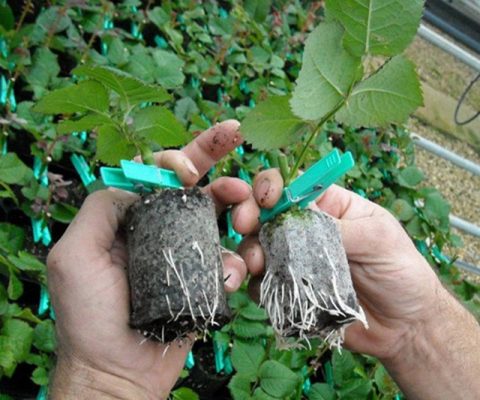 Công dụng của thuốc kích rễ trong nuôi trồng hiện nay