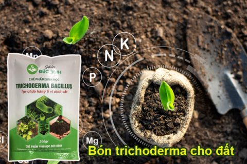 Tưới trichoderma trực tiếp lên đất trồng là giải pháp cải tạo đất trồng rau hiệu quả