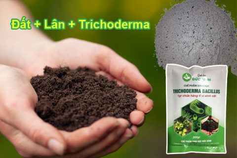 Trộn trichoderma trực tiếp xử lý đất là biện pháp cải tạo đất trước và sau khi trồng cây