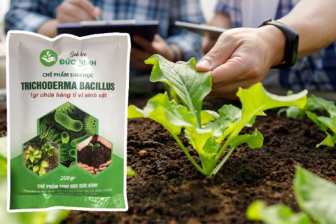 Xử lý đất bằng trichoderma mang lại nhiều lợi ích cho cả cây trồng và đất, là giải pháp sinh học nâng cao năng suất cây trồng 