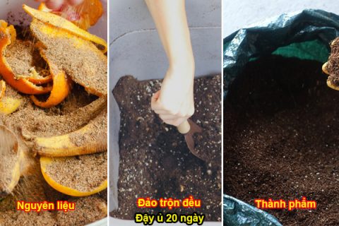 Cách ủ cám gạo tưới rau hiệu quả nhất
