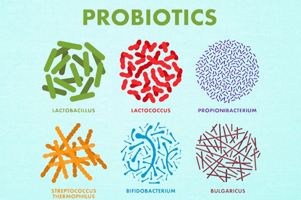 Các chủng vi sinh vật thường thấy trong chế phẩm sinh học