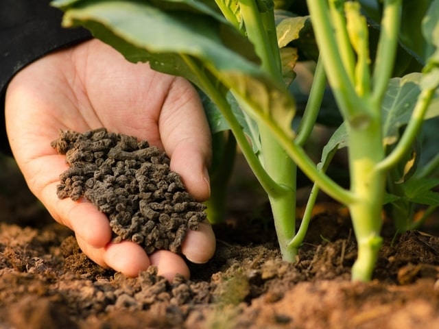 Để đạt hiệu quả, bạn cần tuân thủ một số nguyên tắc nhất định khi bón phân hữu cơ cho cây và đất
