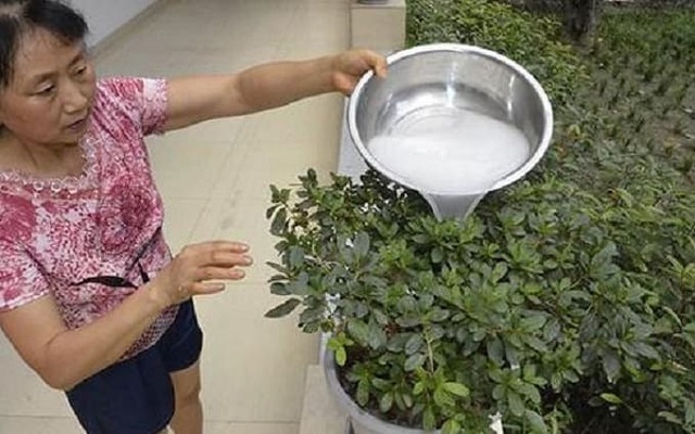 Bạn có thể tưới trực tiếp nước vo gạo cho cây