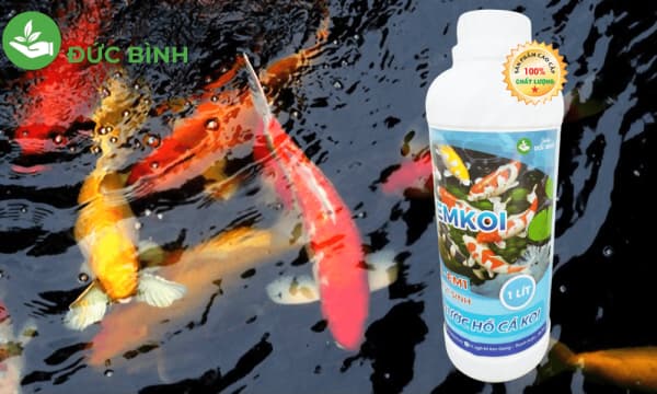 Chế phẩm Emkoi - Vi sinh hồ cá koi dạng dịch sử dụng hiệu quả nhất hiện nay