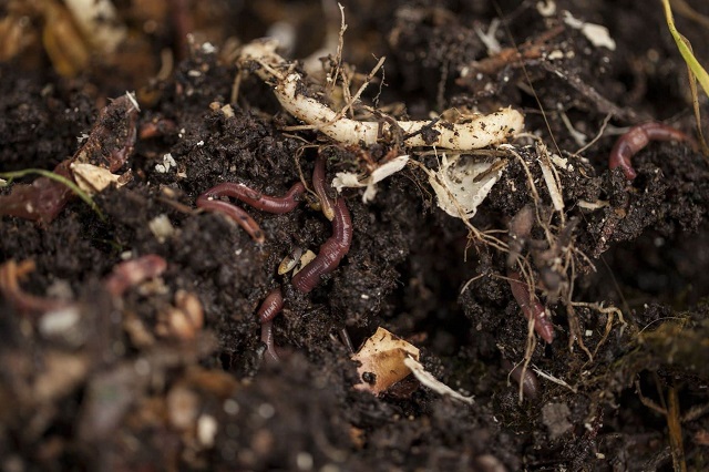 Giun đất giúp cải tạo đất và tăng năng suất cây trồng