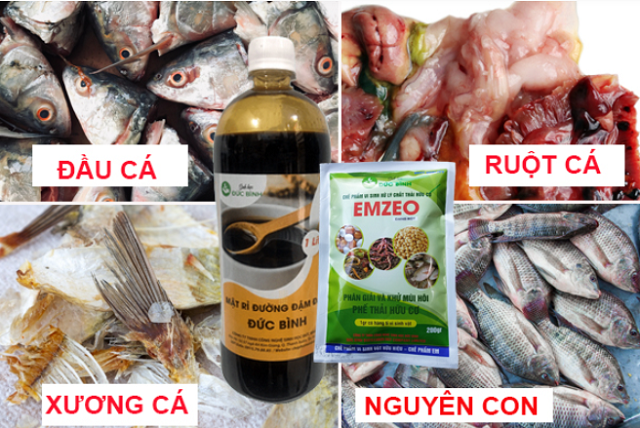 Cách ủ phân cá bằng men ủ cá EMZEO rất dễ dàng