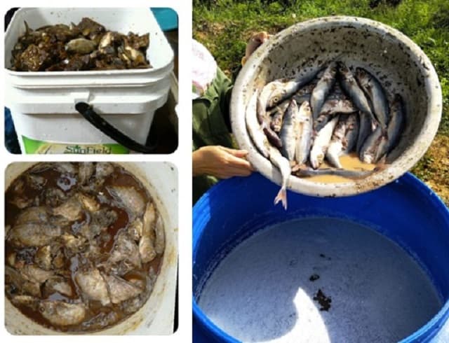 Phương pháp ủ cá sống hay cá chín đều có thời gian bảo quản lâu dài